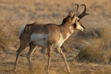 Plexiglas foto achterwand pronghorn antelope, bucks,  © Northern Desert 