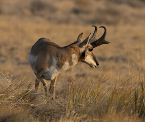 pronghorn antelope, bucks, 