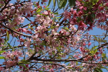 pink cherry blossom