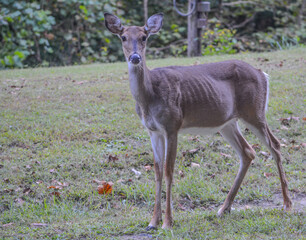A fearless White Tailed Deer was grazing in Chief Logan State Park This Doe was in Logan, Logan County, West Virginia