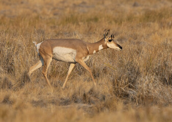 Naklejka na ściany i meble pronghorn antelope, bucks, 