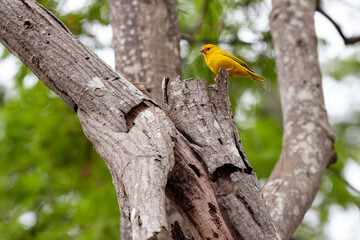 Yellow Brazilian land canary perched on dry tree branch in selective focus.