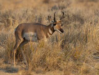 Naklejka na ściany i meble pronghorn antelope, bucks, 