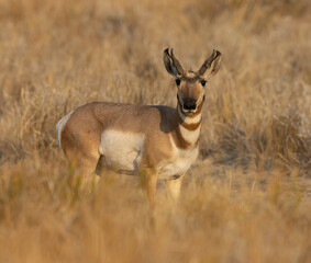 pronghorn antilope, bokken,