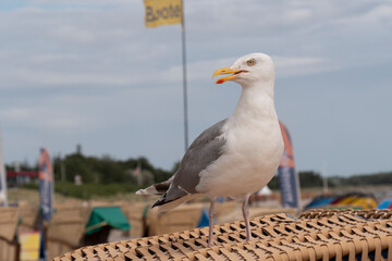 A seagull sits on a beach chair on the beach