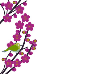 warbling white-eye on the pink prunus mume tree