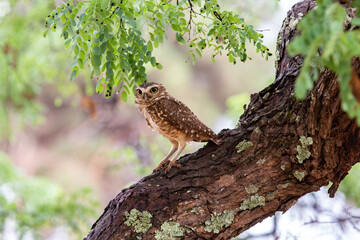 Burrowing owl in a portrait perched on a tree trunk in the Brazilian cerrado biome in selective focus