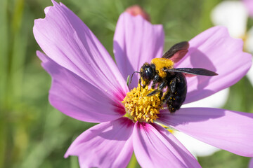 【秋】クマバチがピンク色のコスモスで蜜を集める様子　昆虫
