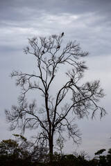Obraz na płótnie Canvas dry tree silhouette with several perched carcará eagles