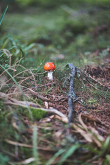 red mushroom in the forest