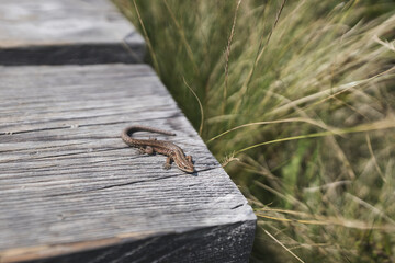 lizard on a way