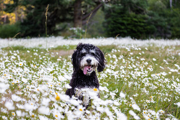 Fototapeta premium Happy bernadoodle dog laying field summer day.