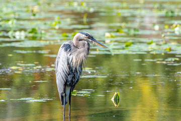 Great blue heron standing in pond on beautiful fall day