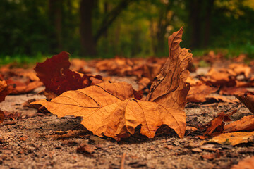 Fall Leaf Dead On Green Forest Trail In Autumn October