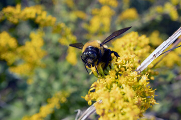 macro black and yellow carpenter bee on flowers on a sunny day