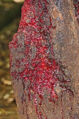 Bloodwood tree, Pterocarpus angolensis or Kiaat or Mukwa is wild Teak tree of South Africa. Fragment of trunk surface with bleeding dark-red sap after recieved damage.Looks exactly like human blood.