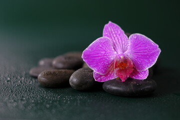 Fototapeta na wymiar Spa and wellness . Orchid flower and massage stones in water drops on a dark green background.