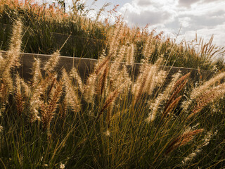 C&eacute;sped dorado