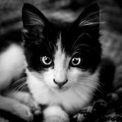 Gato viendo a c&aacute;mara