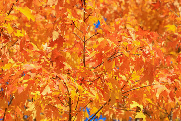 Brilliant Orange Maple Leaves in Background of Autumn Fall Colors
