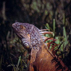 Iguana cinemática