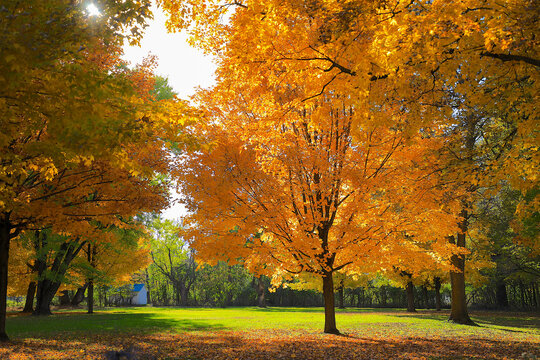 Lush Autumn Fall Colors in Backyard Landscape