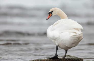 The wildlife that has the most elegance and natural beauty is found in the Bird Kingdom, which includes a wide variety of animals such as swans, seagulls, ducks, and geese