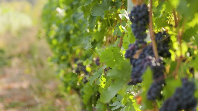 Rows of wine grapes growing, Okanagan winery, BC wine, destination. 4K 24FPS.