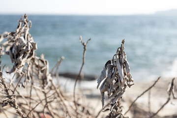 磯の枯れた植物と波内際