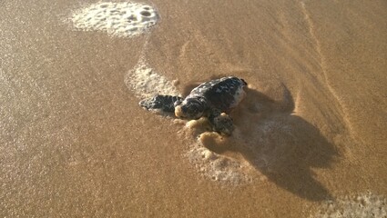 turtle on the beach