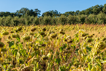 Fototapeta na wymiar A field of dying sunflowers on a sunny fall day at a farm in Wexford, Pennsylvania, USA