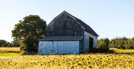 An old barn in a field of dying sunflowers on a sunny fall day in Wexford, Pennsylvania, USA © woodsnorth