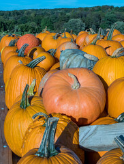 Pumpkins on a farm during the fall harvest on a sunny fall day in Wexford, Pennsylvania, USA