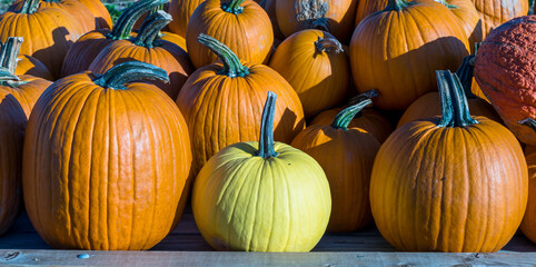 Pumpkins on a farm during the fall harvest on a sunny fall day in Wexford, Pennsylvania, USA