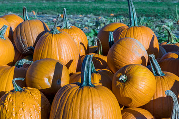 Pumpkins on a farm during the fall harvest on a sunny fall day in Wexford, Pennsylvania, USA