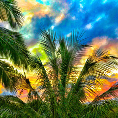 Fototapeta na wymiar Palm Paradise