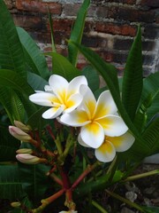 frangipani plumeria flowers on tree