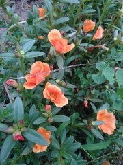 tulips in the garden