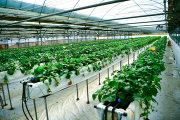 Inside modern strawberry farm in Korea. Industrial berry farming in a greenhouse. © Wichaiwish