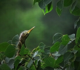 Héron vert dans toutes ses facettes