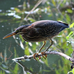 Héron vert dans toutes ses facettes