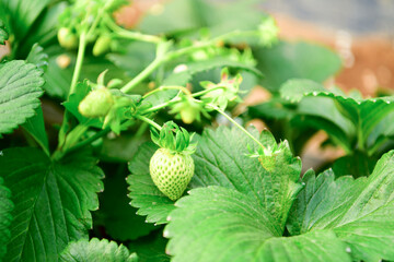 Inside modern strawberry farm in Korea. Industrial berry farming in a greenhouse.