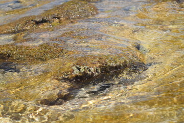 moss on the rock colombia watter pattern