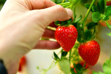 Fresh Strawberry in Strawberry farm.