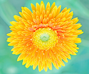 beautiful natural sunflowers background abstract