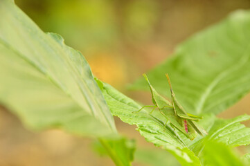 A pair grasshopper on an amaranth leaf
