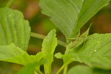 A pair grasshopper on an amaranth leaf