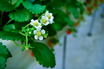 Fresh Strawberry in Strawberry farm.