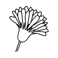 Single hand drawn flower head. Vector illustration in doodle style. Isolate on a white background.