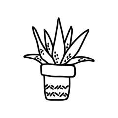 Single hand drawn succulent. Vector illustration in doodle style. Isolate on a white background.